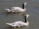 Bar-Headed Goose (WWT Slimbridge July 2013) - pic by Nigel Key